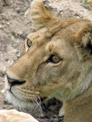 Lioness