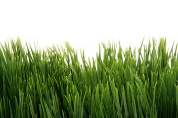 Fototapeta na wymiar Zielona trawa