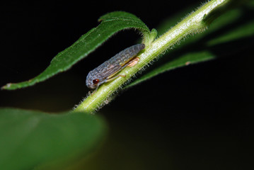 Plant Hopper Nymph