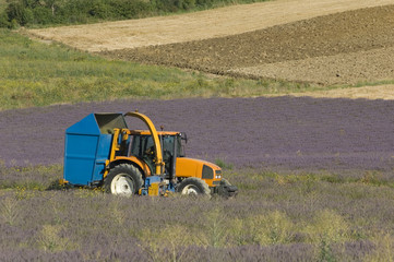 récolte des lavandins avec tracteur et outillage agricole