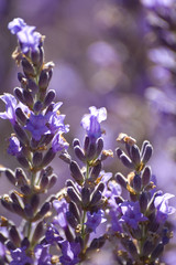 tiges fleurs de Lavandin