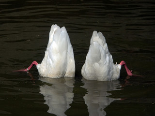 two swan