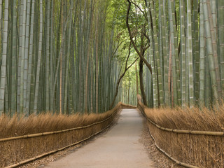 Naklejka premium Gaj bambusowy w Kioto