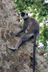 Monkey on the tree