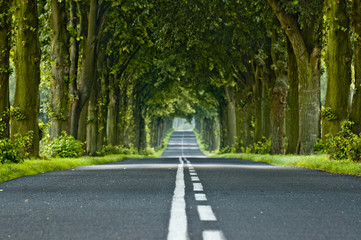 Tree's tunnel