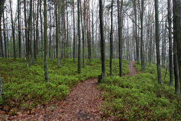 Path through forest.