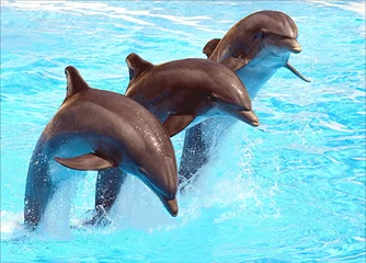 Abwaschbare Fototapete Delfine Drei Delfine