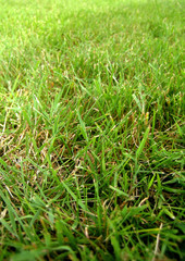 herbe