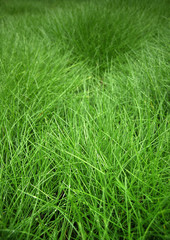 herbe
