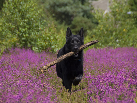 Black German Shepherd in Heather