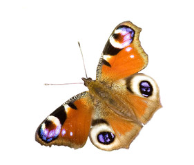 Naklejka premium isolated emperor moth
