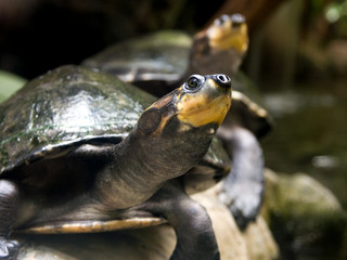 testudo