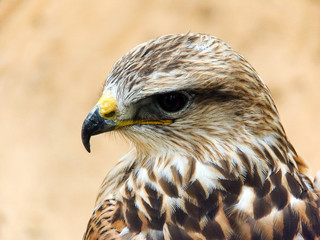 buzzard
