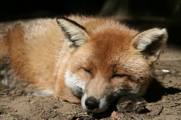 Naklejka na ściany i meble Sleepy Fox