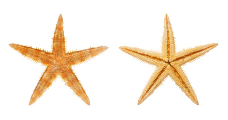 Starfish