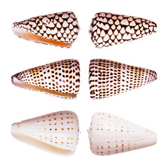 Cone Shells © Kasia Biel