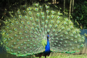 Abwaschbare Fototapete Pfau peacock