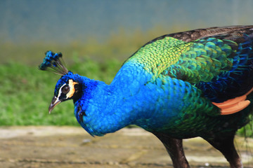 peacock