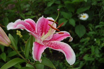 Lilium oriental hybrids