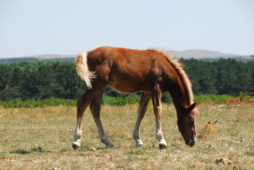 Horse on pasture