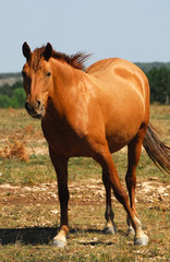 Obraz premium Horse on pasture