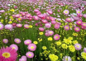 Everlastings - Australische Wildflower