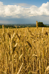 Wheatfield and English Countryside