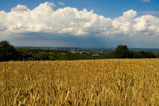 Wheatfield and View Over Sussex