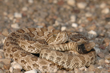 Neonate Prairie Rattlesnake