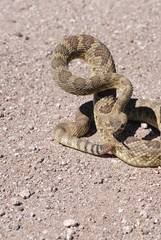 Crotalus scutulatus