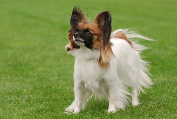 Papillon