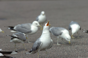 sea gull