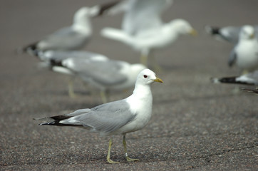 sea gull