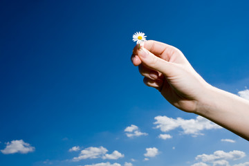 Gänseblümchen vor Himmel © Stefan Redel