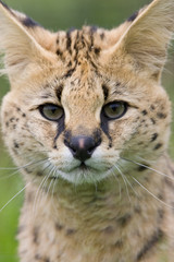 Serval Portrait