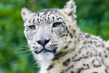 Deurstickers snow leopard © David Hughes