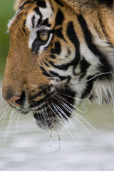 Tiger drinking