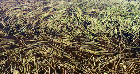 background of bog surface