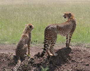 Cheetah and cub