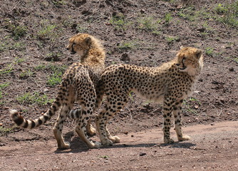 Cheetah cubs