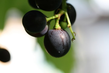 ripe grape