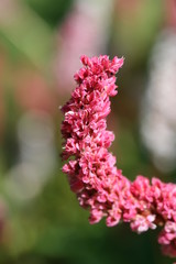 polygonum affine