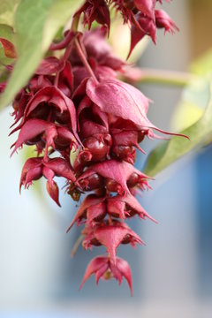 Leycesteria Formosa