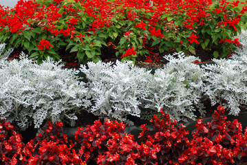 Fototapeta na wymiar red snow flowers