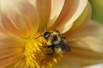 bumblebee on flower