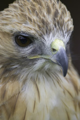 red tailed hawk