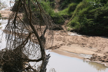 Crocodile patch