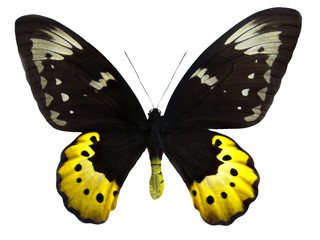 Fototapeta premium papillon