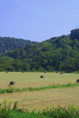 harvest in the wheatfield