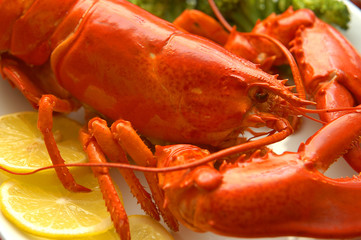 lobster 2/10